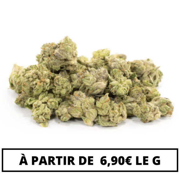 Mini Bud Premium MSC | 14% MSC